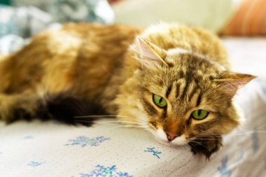 Yeşil gözlü kırmızı tüylü bir kedi mavi çiçekli beyaz bir çarşafın üzerinde yatar. Arkaplan bulanık.