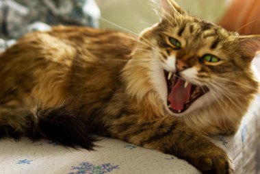 Yeşil gözlü kırmızı tüylü bir kedi mavi çiçekli beyaz bir çarşafın üzerinde yatar. Arka plan bulanık. Kedi esniyor..