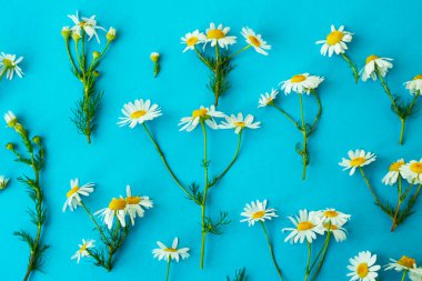 Bahar ve yaz aylarında mavi arka planda yeşil saplı beyaz papatya çiçekleri yatıyordu. Çiçek deseni