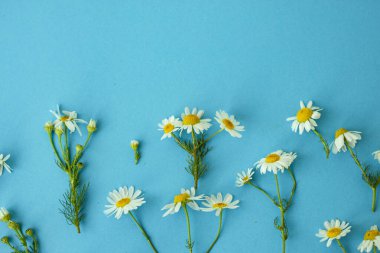 Bahar ve yaz aylarında mavi arka planda yeşil saplı beyaz papatya çiçekleri yatıyordu. Çiçek çerçevesi. Boşluğu kopyala