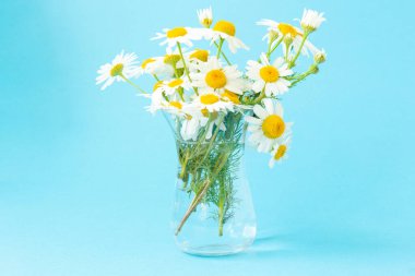 Mavi arka planda cam şeffaf bir vazoda güzel bir buket beyaz papatya. Boşluğu kopyala.