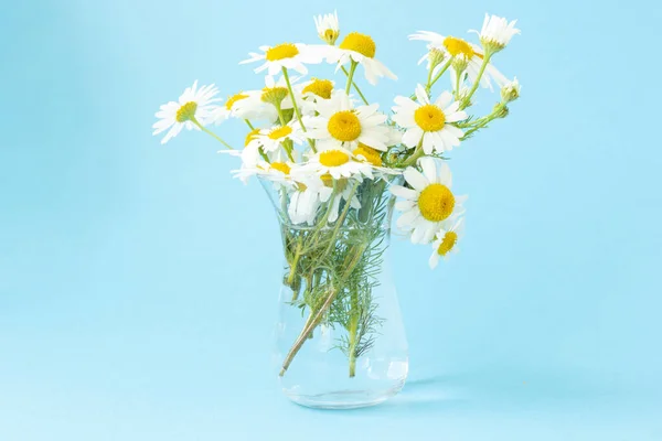 青い背景のガラスの透明な花瓶に白いデイジーの美しい夏の花束 スペースのコピー — ストック写真