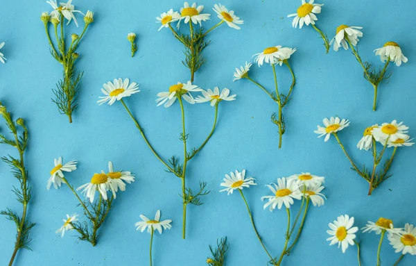 Colocación Plana Primavera Verano Flores Manzanilla Blanca Con Tallos Verdes — Foto de Stock