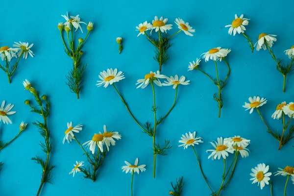 Colocación Plana Primavera Verano Flores Manzanilla Blanca Con Tallos Verdes — Foto de Stock