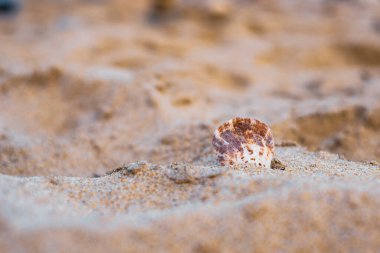 Kumsalda kumlara gizlenmiş kahverengi lekeli bir kabuk. Denizde seyahat kavramı..