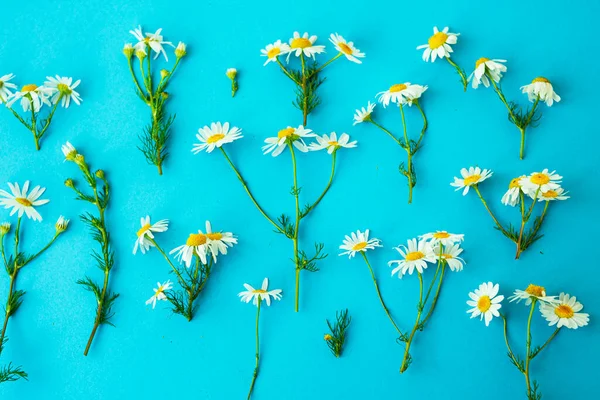 Colocación Plana Primavera Verano Flores Manzanilla Blanca Con Tallos Verdes — Foto de Stock