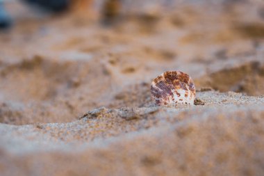 Kumsalda kumlara gizlenmiş kahverengi lekeli bir kabuk. Denizde seyahat kavramı..