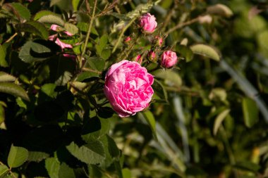 Pembe güller çalılıklarda çiçek açar. Bir yaz günü açan gül çalısı.