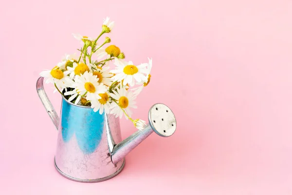 錫の散水缶の白いカモミールの花の美しい花束ピンクの背景にすることができます コピースペース 花と夏の組成 — ストック写真