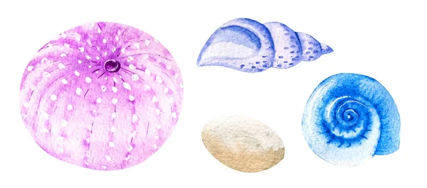 白い背景に描かれた3つの水彩貝と小石の手 海洋分離帯 — ストック写真