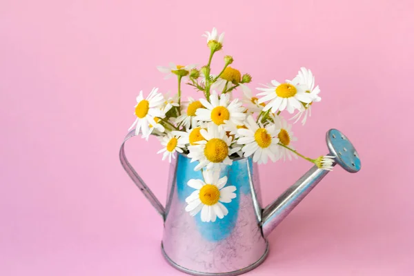 Hermoso Ramo Flores Manzanilla Blanca Una Lata Riego Sobre Fondo — Foto de Stock