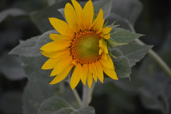 Le Tournesol Fleurit Une Grande Espece De Graines De Fleurs L Ete Fleur Jaune Fond Flou Floraison Paysage Stock Photo Le Tournesol Fleurit Une Grande Espece De Graines De Fleurs L Ete Fleur Jaune Fond Flou Floraison Paysage Stock Photo
