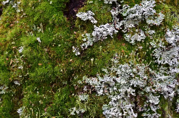 Moos Auf Einem Baum — Stockfoto