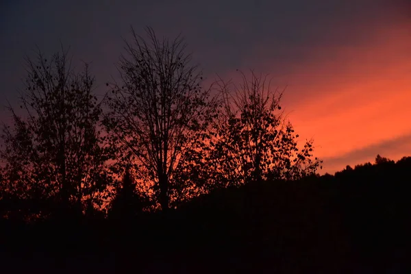 Sonnenuntergang Über Dem Wald — Stockfoto