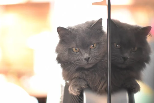 kedi teyp üzerinde oturuyor