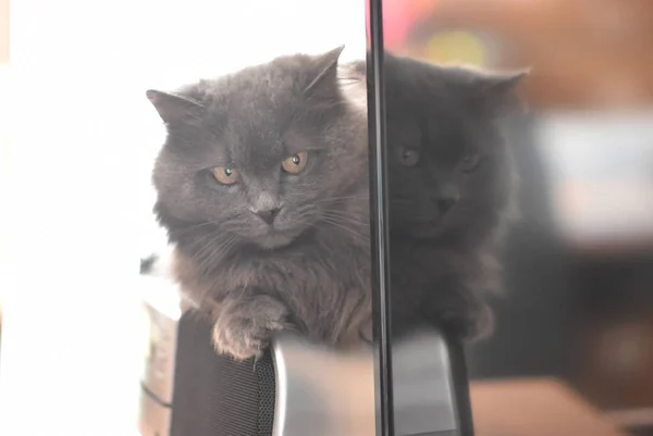 kedi teyp üzerinde oturuyor