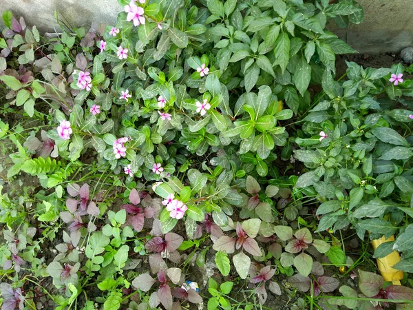 Рожеві Квіти Зелений Лист — стокове фото
