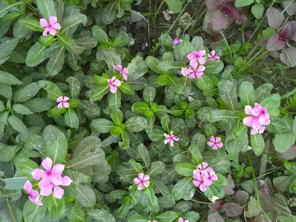 花园里的粉红花朵 — 图库照片