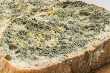 Kalıp yeşil ve beyaz sporlar küflü ekmek üzerinde hızla büyüyor