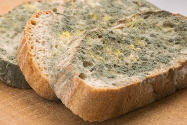 Kalıp yeşil ve beyaz sporlar küflü ekmek üzerinde hızla büyüyor