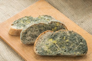 Kalıp yeşil ve beyaz sporlar küflü ekmek üzerinde hızla büyüyor