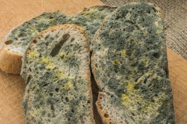 Kalıp yeşil ve beyaz sporlar küflü ekmek üzerinde hızla büyüyor