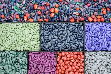 tohum ayçiçeği tohumu, Mısır, turp. sıralama ve etiketleme için boyalı agro renk.