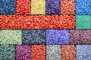 seed sunflower seeds, corn, radishes. painted agro color for sorting and labeling. clipart