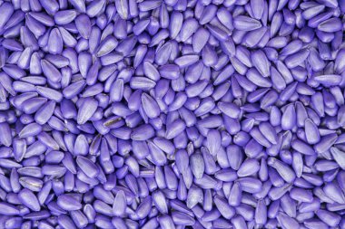 tohum Ayçiçeği tohumları. sıralama ve etiketleme için boyalı agro renk.