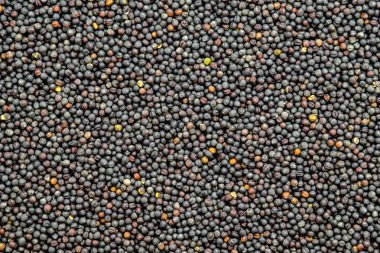 ayçiçeği tohumu tecavüz. sıralama ve etiketleme için boyalı agro renk