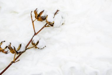 Kabarık beyaz pamuklu çiçek. düz lay