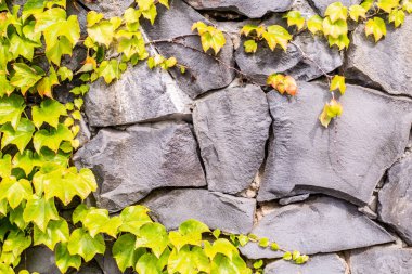 Eski bir taş duvarda sarmaşık. kopyalama alanı.
