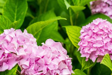 Güzel pembe ortanca veya hortensia çiçek yakın. doğal arka plan. yaz çiçekleri. kopyalama alanı.