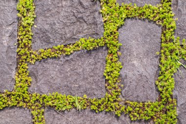 Taşların arasındaki yeşil çimenler. doğal arka plan, kopyalama alanı.