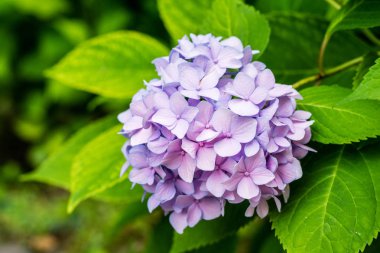 Güzel mor ortanca veya hortensia çiçek yakın. doğal arka plan. yaz çiçekleri. kopyalama alanı.