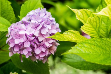 Güzel pembe ortanca veya hortensia çiçek yakın. doğal arka plan. yaz çiçekleri. kopyalama alanı.