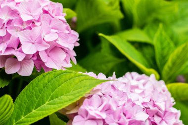 Güzel pembe ortanca veya hortensia çiçek yakın. doğal arka plan. yaz çiçekleri. kopyalama alanı.