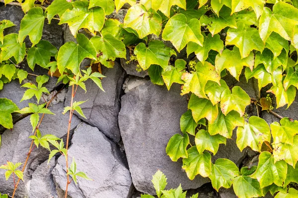 Eski bir taş duvarda sarmaşık. kopyalama alanı.