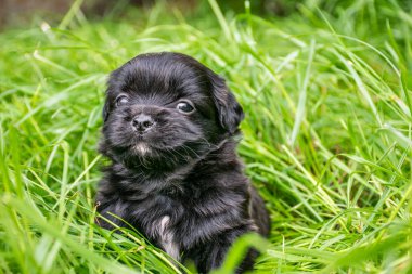 Üzgün bir siyah köpek yavrusu yeşil çim oturur. Beyaz lekeler ile küçük bir köpek yavrusu yan bakar. Boşluk Kopyala.