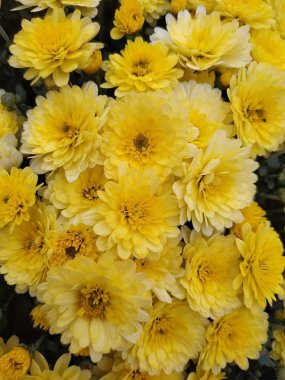 Bahçedeki çiçekler