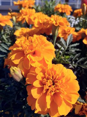 Bahçedeki portakal çiçekleri