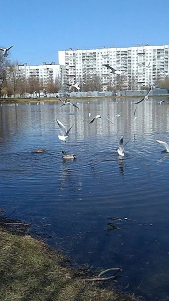 Seagulls City Lake Park — Stock Photo, Image