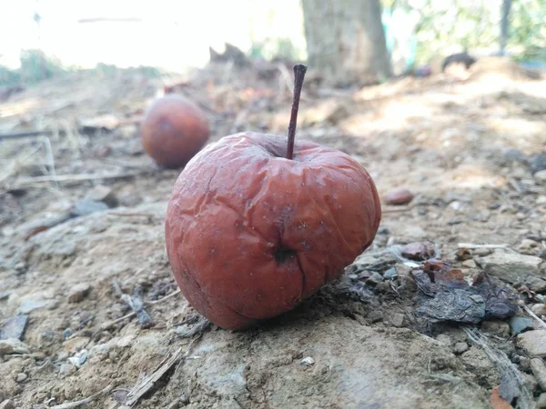 tree fallen, rotten apples