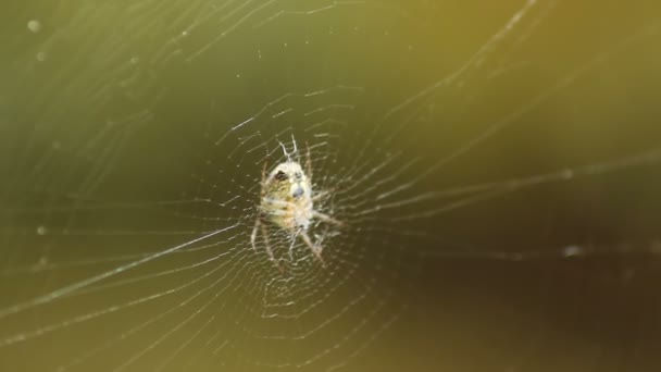 Spinne Wartet Einem Windigen Tag Netz — Stockvideo