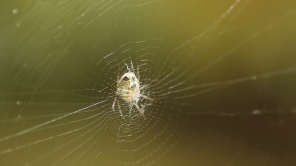 Aranha Esperando Web Dia Ventoso — Vídeo de Stock