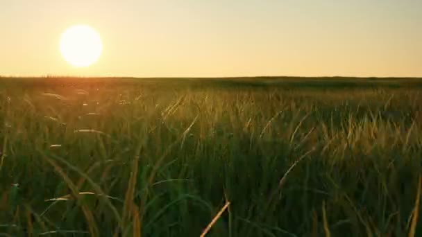 Cámara Moviéndose Campo Hierba Puesta Del Sol Bucle — Vídeo de stock