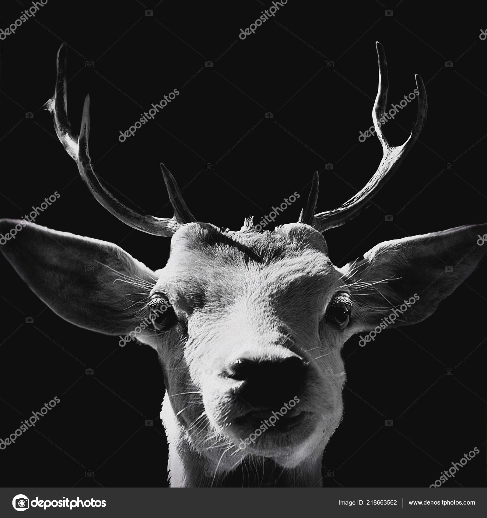 Black and white high contrast animal art portrait of a goat isolated in shadows photo by claudia317