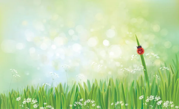 绿色散景背景下的绿草和瓢虫 — 图库矢量图片