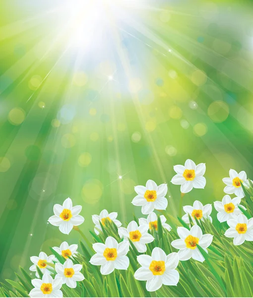 Vector Daffodil Flowers Spring Green Bokeh Background — Stock Vector