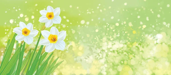 Vector Daffodil Flowers Spring Green Bokeh Background — Stock Vector